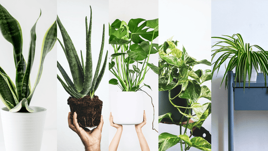 5 relativt enkle planter å holde i live