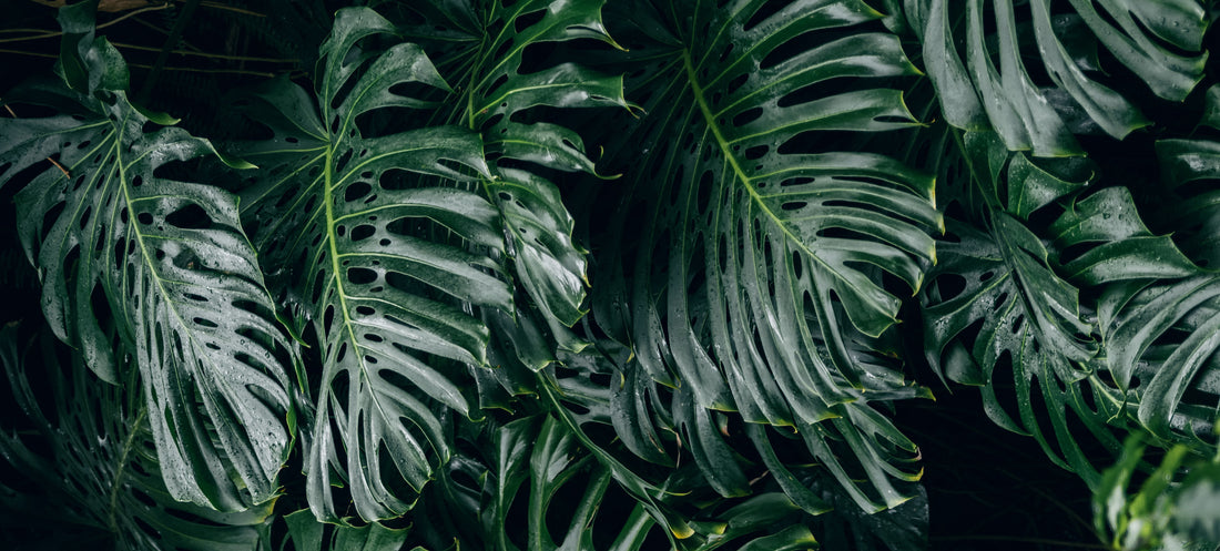 Monstera (vindusblad) - tips