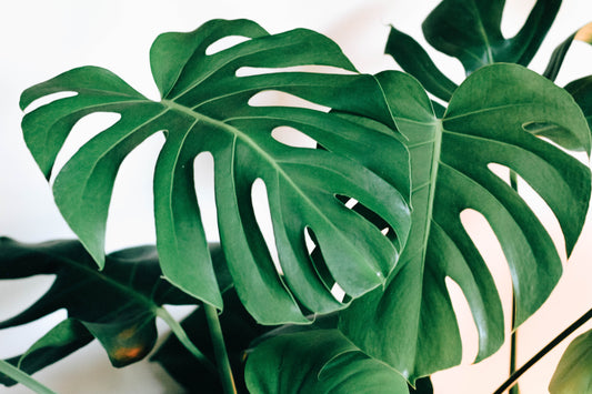 De mest populære Monstera-variantene (og hvilken som kan passe for deg)