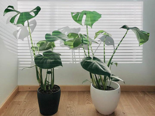 Hva er det optimale pH-nivået for potteplanter?