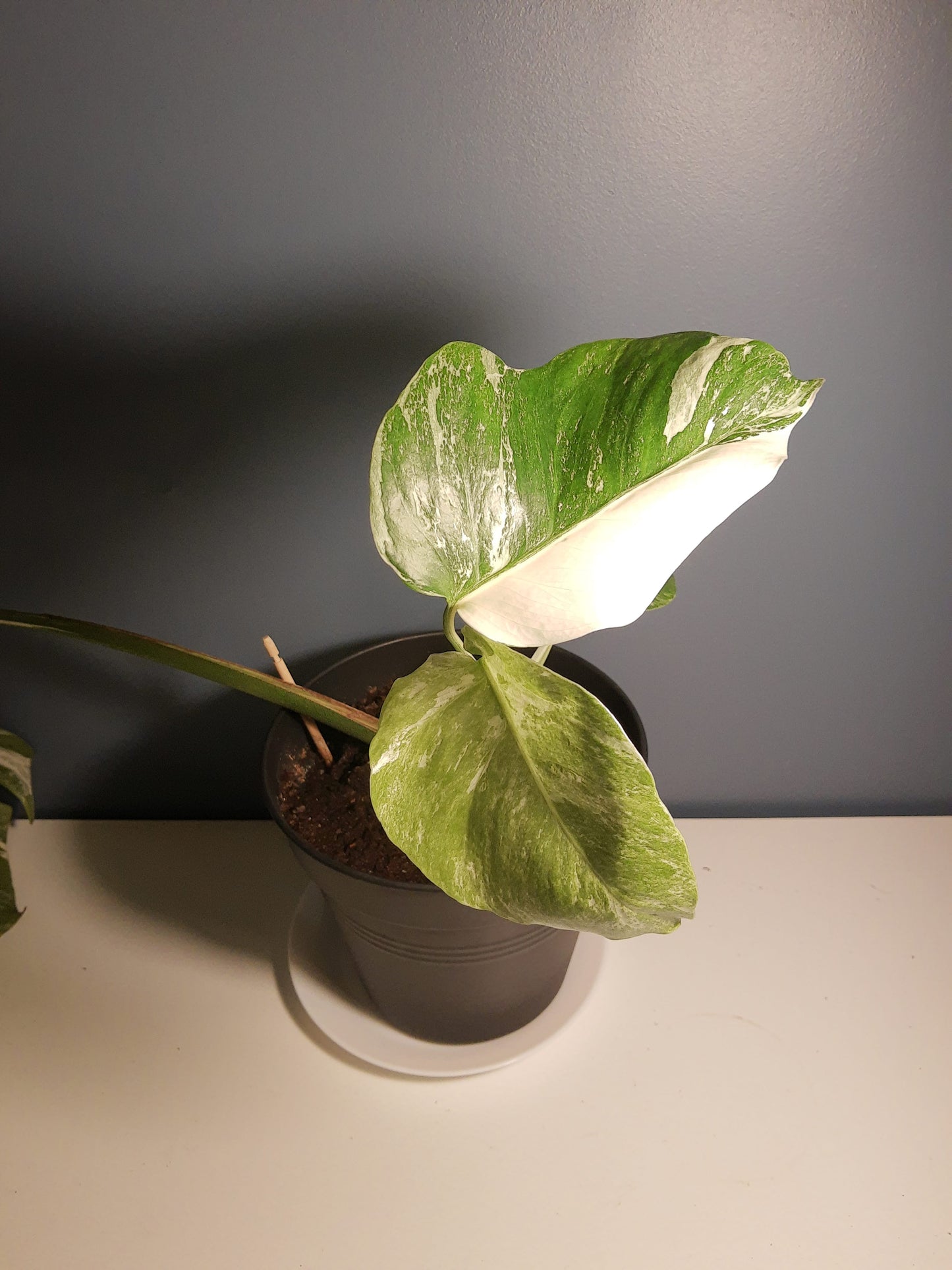 neem olje spray plante plantevern insektmiddel middel husplante thrips midd mugg sopp boden planteboden monstera variegata vanning ph jord næring skadedyr effektiv organisk naturlig vegansk mild