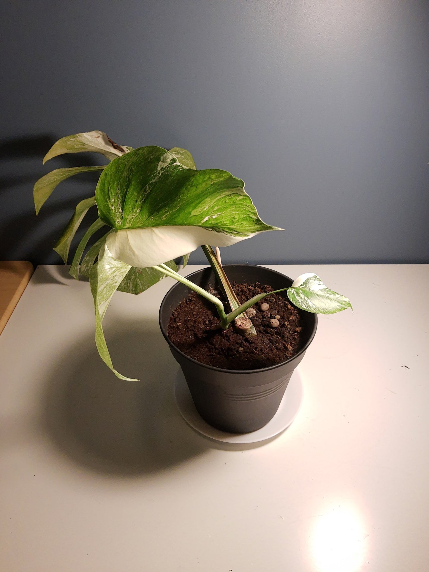 neem olje spray plante plantevern insektmiddel middel husplante thrips midd mugg sopp boden planteboden monstera variegata vanning ph jord næring skadedyr effektiv organisk naturlig vegansk mild