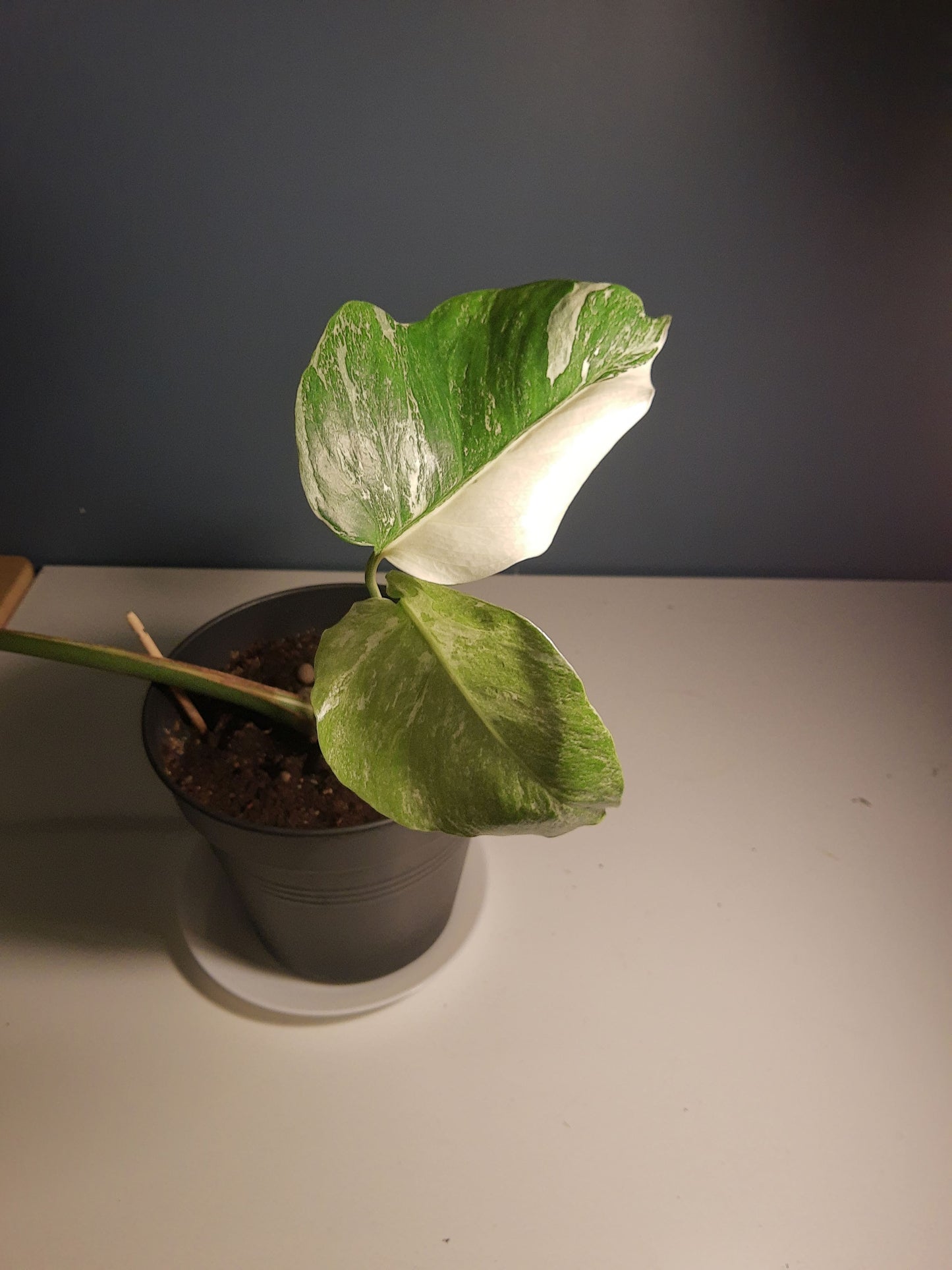 neem olje spray plante plantevern insektmiddel middel husplante thrips midd mugg sopp boden planteboden monstera variegata vanning ph jord næring skadedyr effektiv organisk naturlig vegansk mild