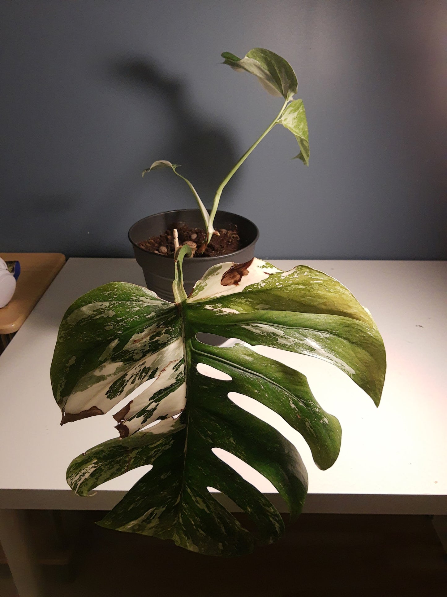 neem olje spray plante plantevern insektmiddel middel husplante thrips midd mugg sopp boden planteboden monstera variegata vanning ph jord næring skadedyr effektiv organisk naturlig vegansk mild