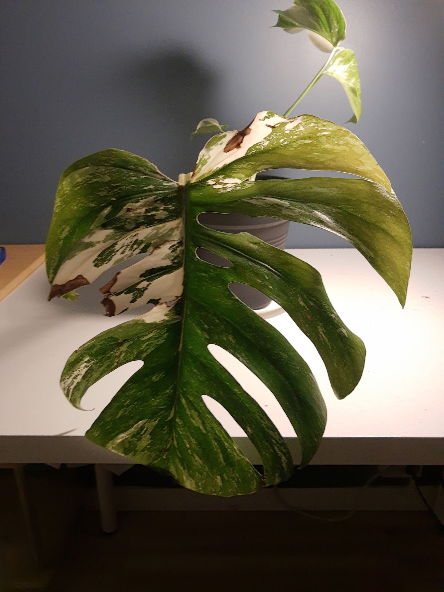 neem olje spray plante plantevern insektmiddel middel husplante thrips midd mugg sopp boden planteboden monstera variegata vanning ph jord næring skadedyr effektiv organisk naturlig vegansk mild