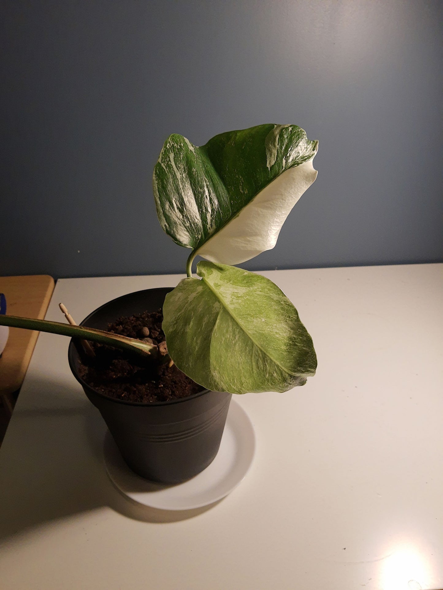 neem olje spray plante plantevern insektmiddel middel husplante thrips midd mugg sopp boden planteboden monstera variegata vanning ph jord næring skadedyr effektiv organisk naturlig vegansk mild