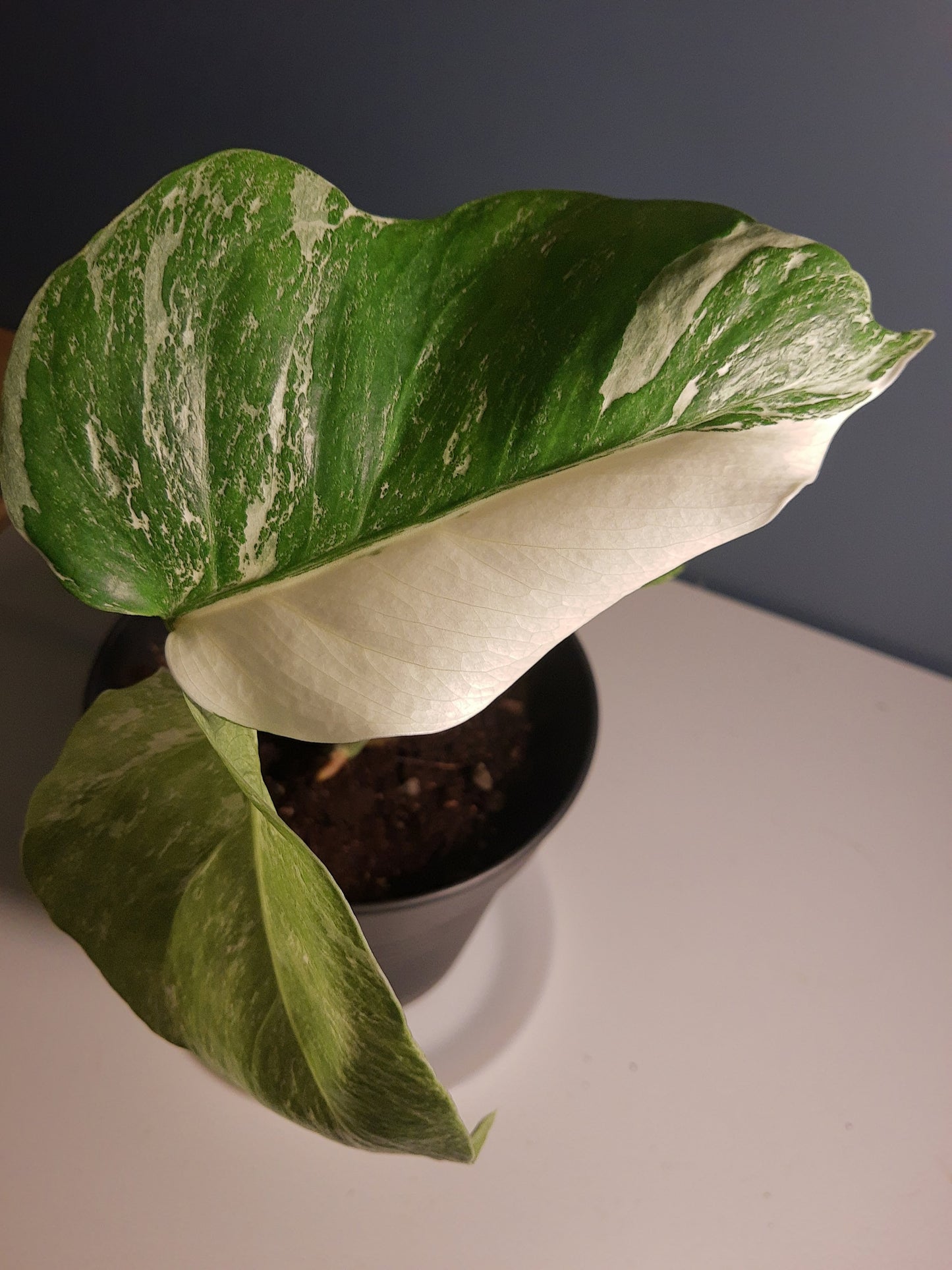 neem olje spray plante plantevern insektmiddel middel husplante thrips midd mugg sopp boden planteboden monstera variegata vanning ph jord næring skadedyr effektiv organisk naturlig vegansk mild