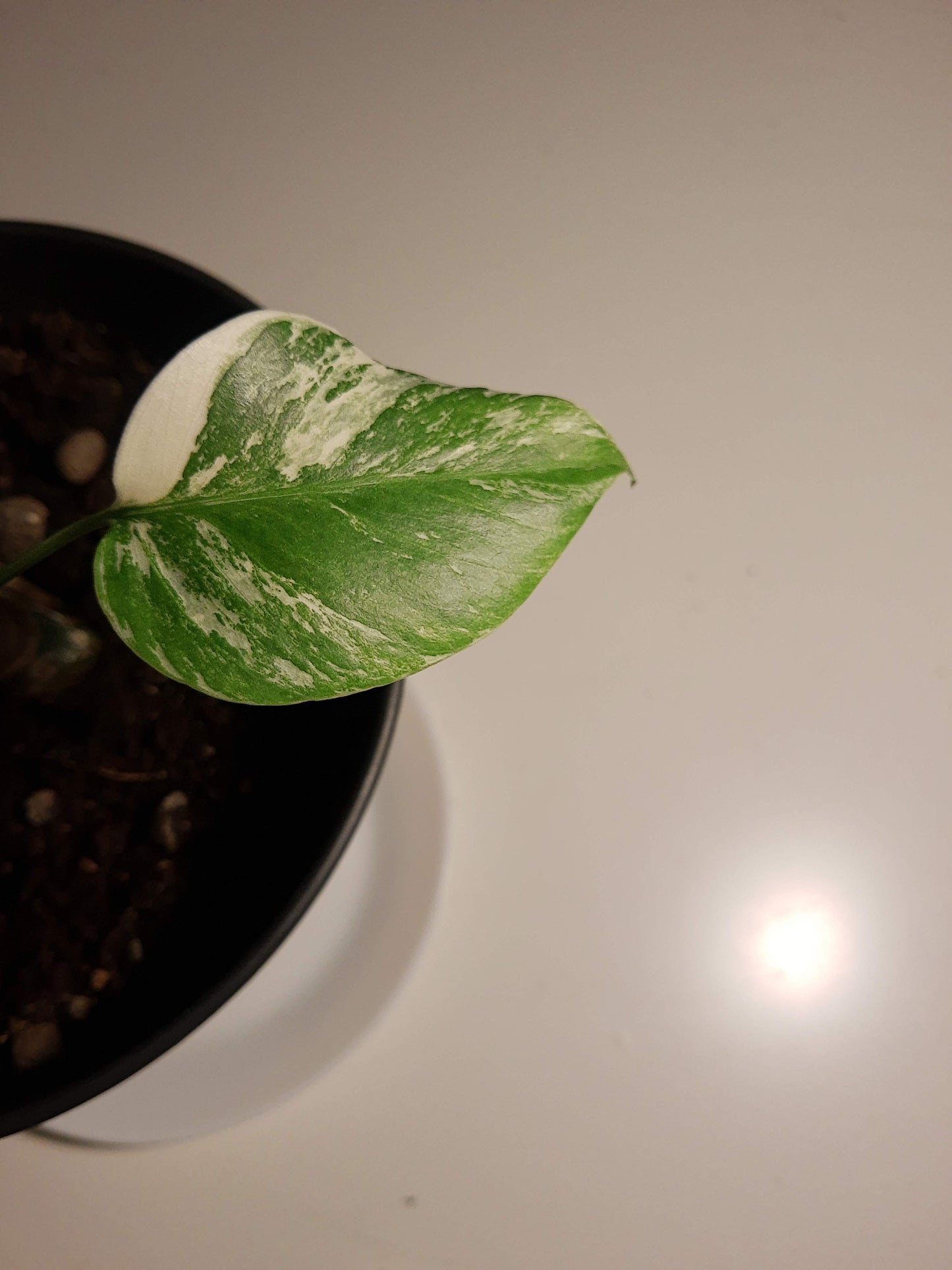 neem olje spray plante plantevern insektmiddel middel husplante thrips midd mugg sopp boden planteboden monstera variegata vanning ph jord næring skadedyr effektiv organisk naturlig vegansk mild