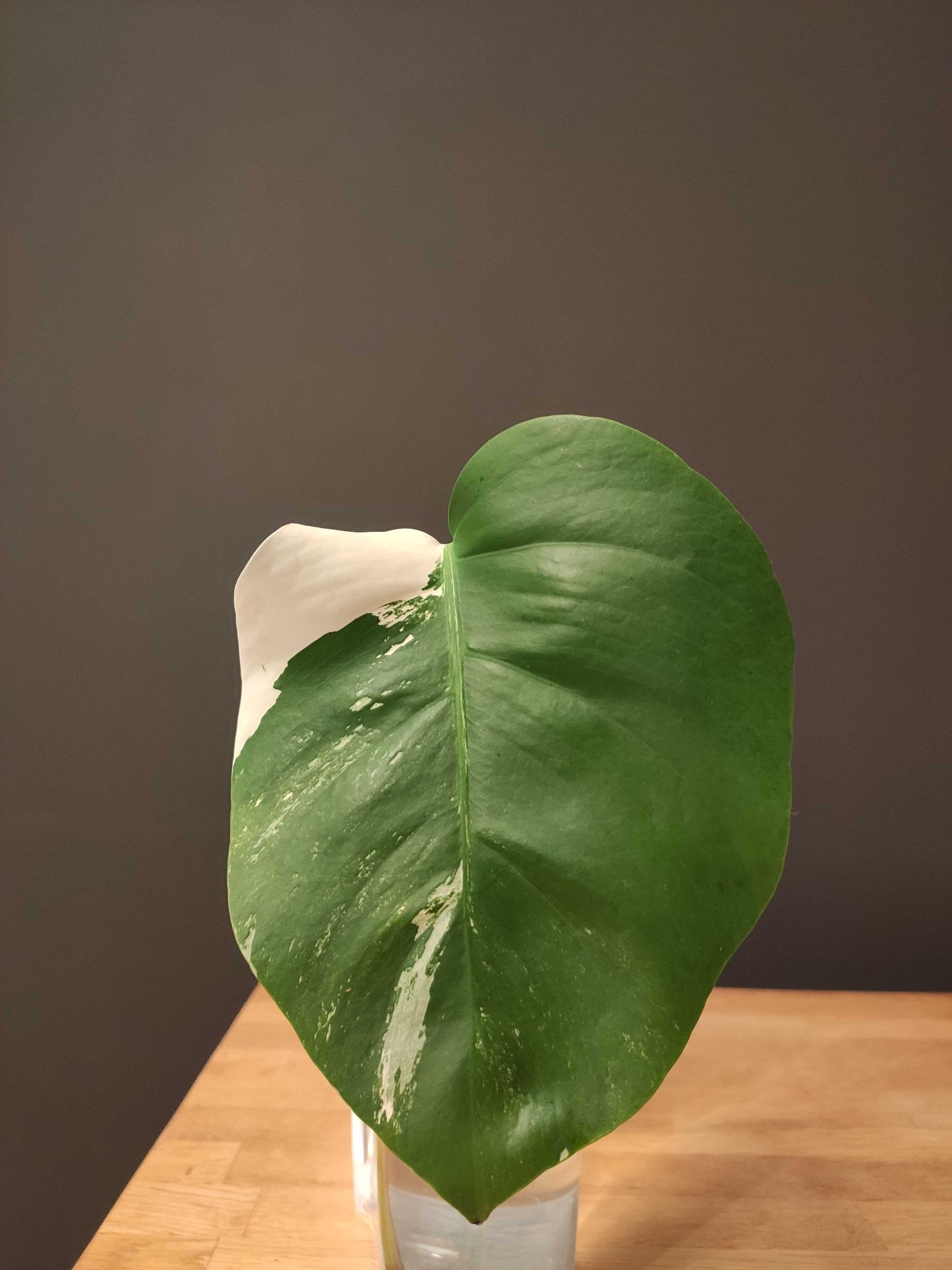 neem olje spray plante plantevern insektmiddel middel husplante thrips midd mugg sopp boden planteboden monstera variegata vanning ph jord næring skadedyr effektiv organisk naturlig vegansk mild