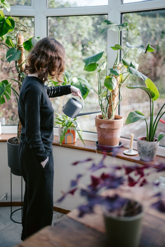 Hvordan ta vare på plantene dine