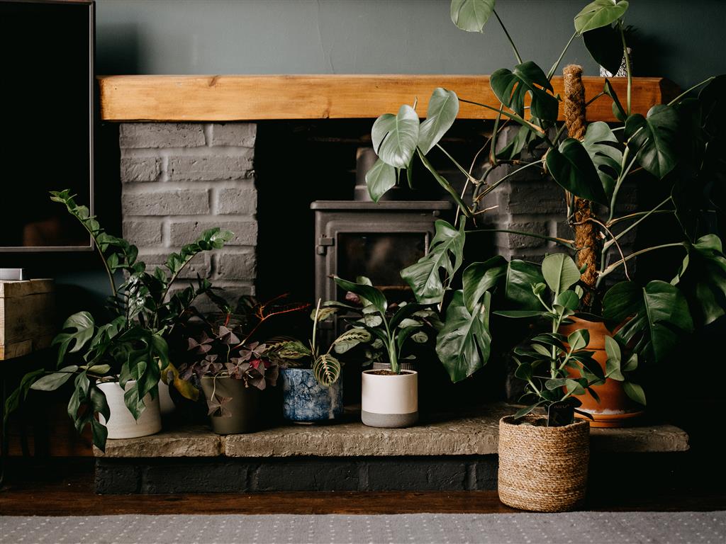 Hvordan ta vare på plantene om høsten og vinter