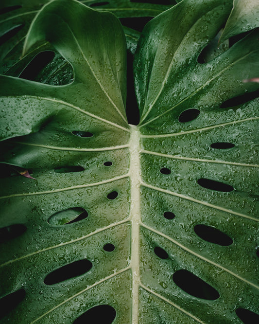 Monstera deliciosa , Planteguide