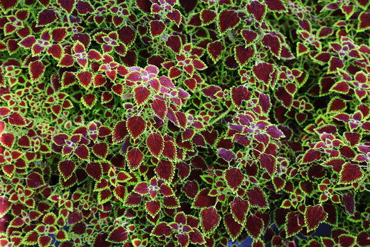 Coleus