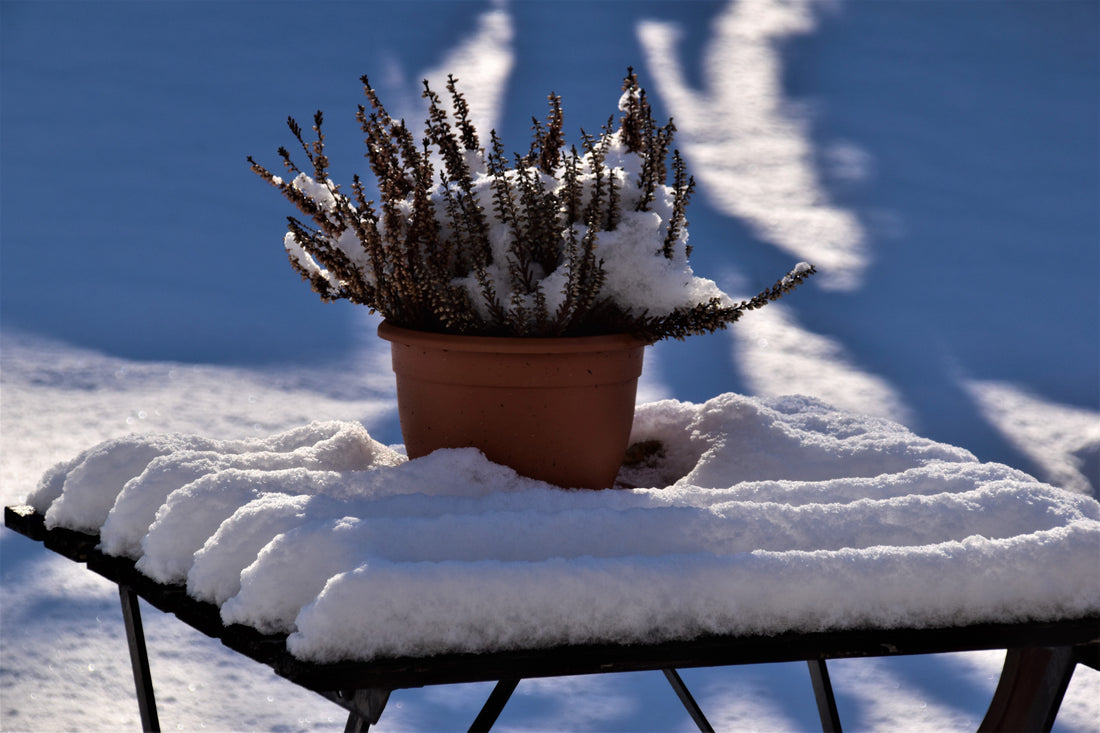 Planter om vinteren