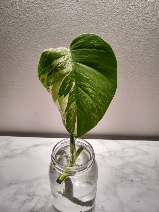 Monstera Variegata Singel stikling + Neem olje Premium