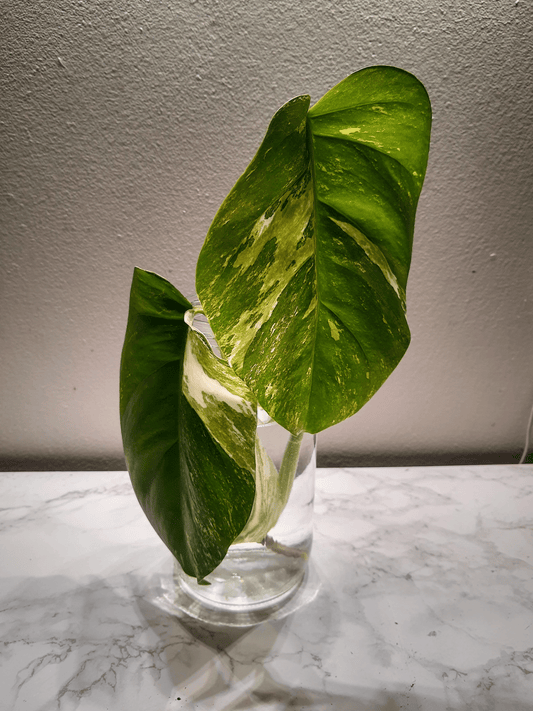 Monstera variegata toppstikling